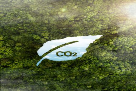 view-green-forest-trees-with-co2